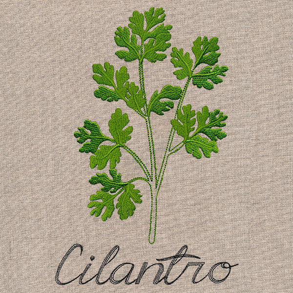 Botanical Herbs - Cilantro - Image 6