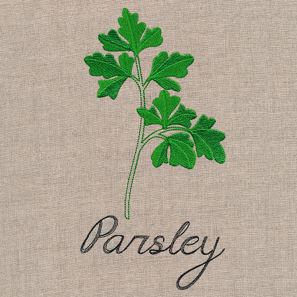Botanical Herbs - Parsley - Image 2