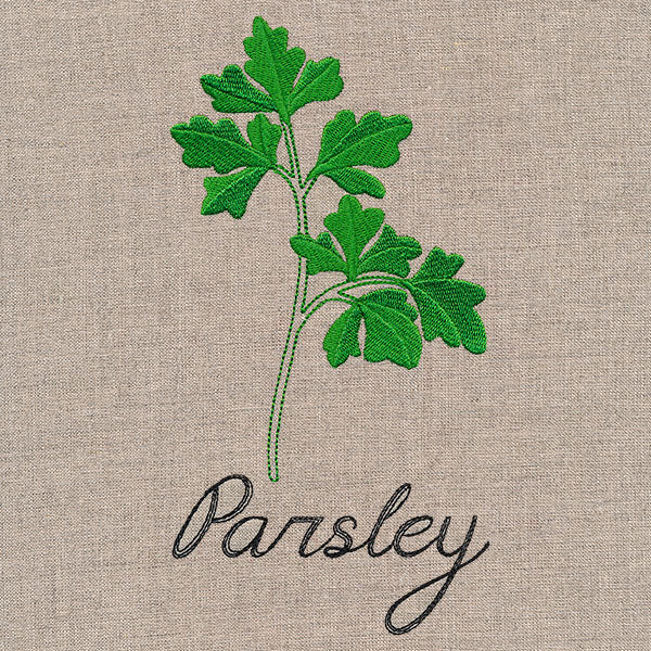 Botanical Herbs - Parsley - Image 3