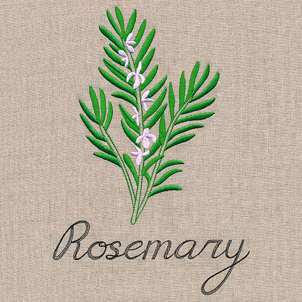 Botanical Herbs - Rosemary - Image 6