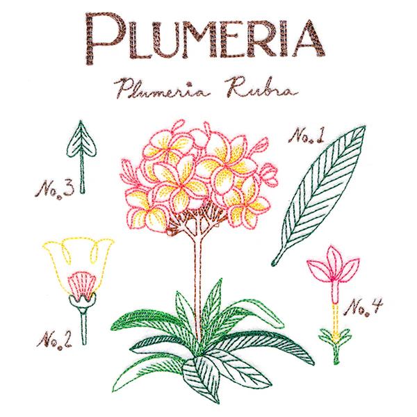 Botanical Illustrations - Plumeria - Image 3