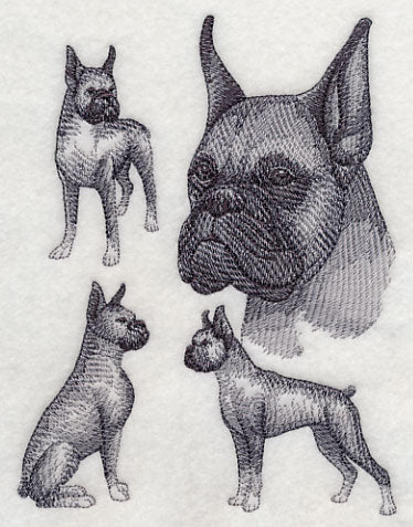 Boxer Sketch (Cropped Ears) - Image 3