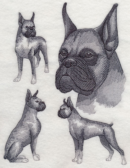 Boxer Sketch (Cropped Ears) - Image 4