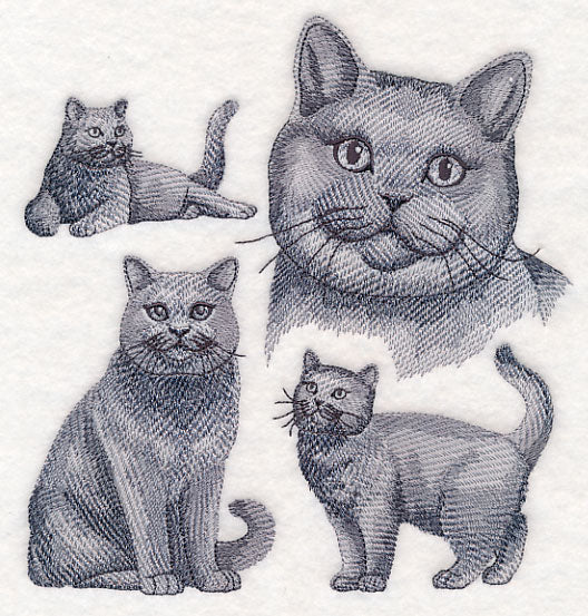 British Shorthair Cat Sketch - Image 2