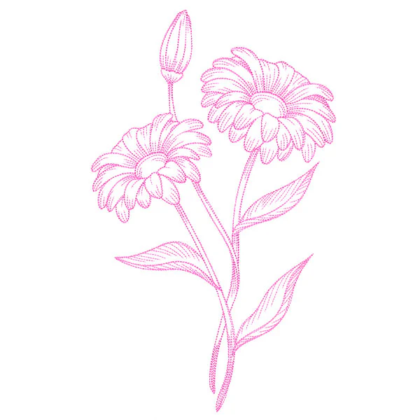 Budding Daisies Etching - Image 5