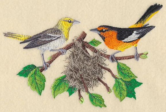 Bullock's Orioles and Nest - Image 3