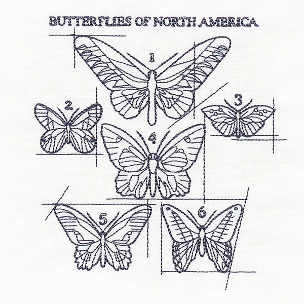 Butterflies of North America Schematic - Image 3