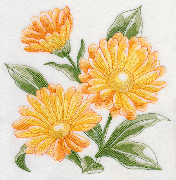Calendula Sketch