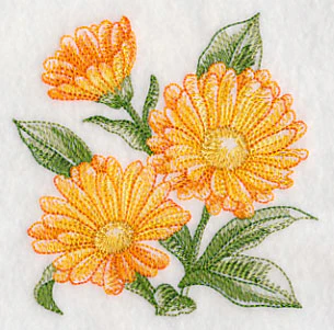 Calendula Sketch - Image 5