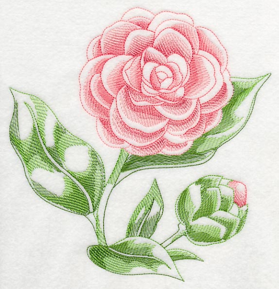 Camellia Beauty