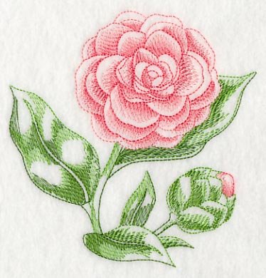 Camellia Beauty - Image 4