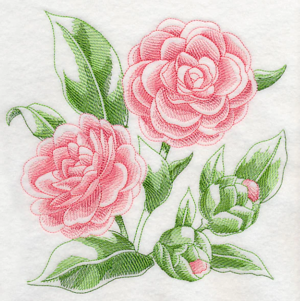Camellia Sketch