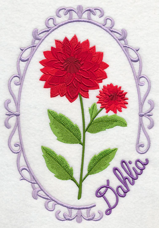 Cameo Dahlia - Image 6
