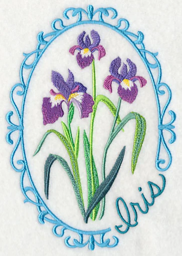 Cameo Iris - Image 4
