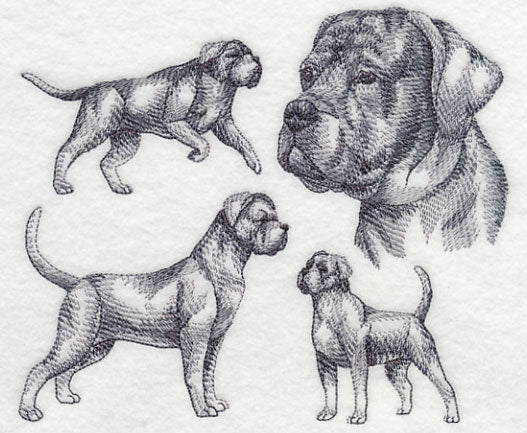 Cane Corso Sketch - Image 2