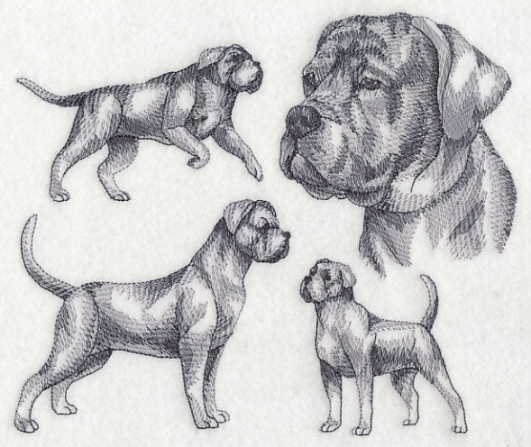 Cane Corso Sketch - Image 4