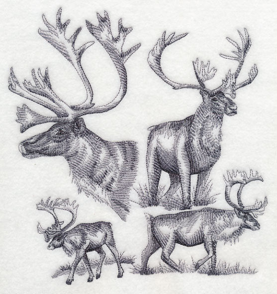 Caribou Sketch - Image 4