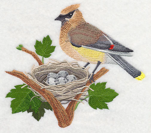 Cedar Waxwing and Nest - Image 2