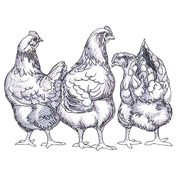 Chicken Trio - Image 3