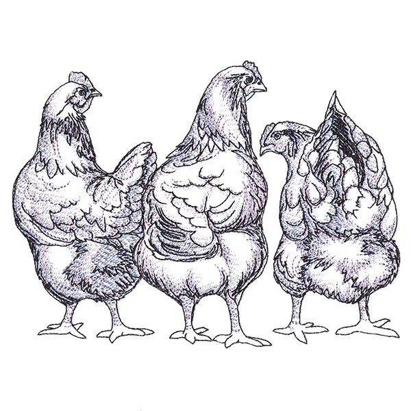 Chicken Trio - Image 5
