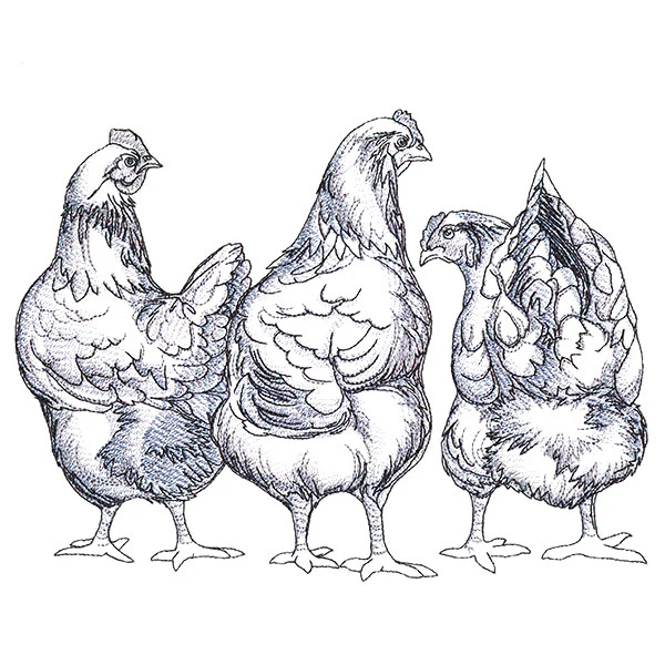 Chicken Trio - Image 7