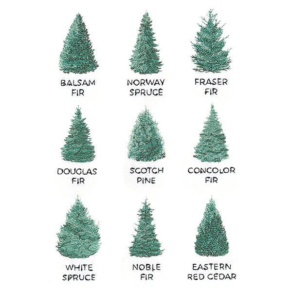 Christmas Tree Chart - Image 2