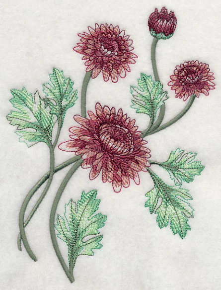 Classy Chrysanthemums 2