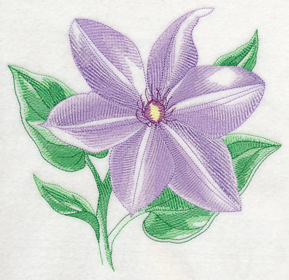 Clematis Beauty