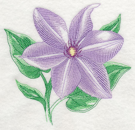 Clematis Beauty - Image 3