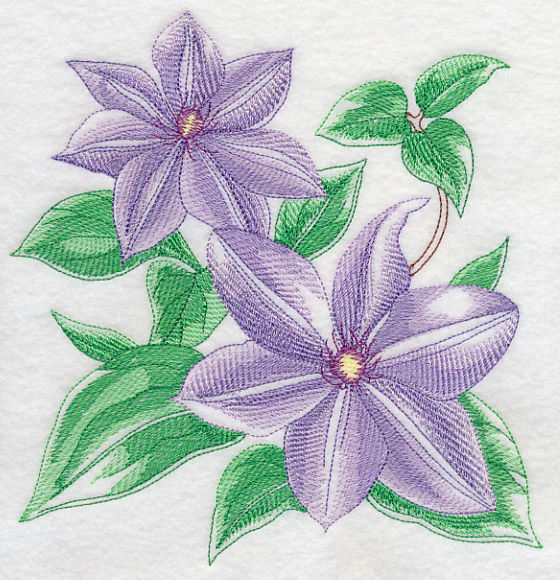 Clematis Sketch - Image 6