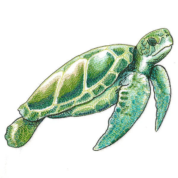 Coastal Sea Turtle - Image 3