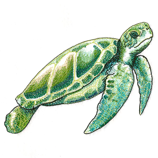 Coastal Sea Turtle - Image 5