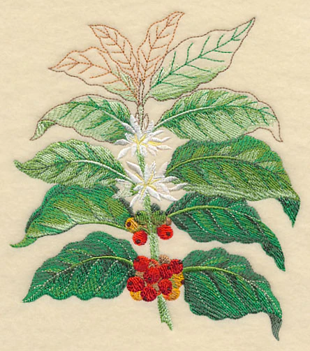 Coffee Plant Botanical - Image 2