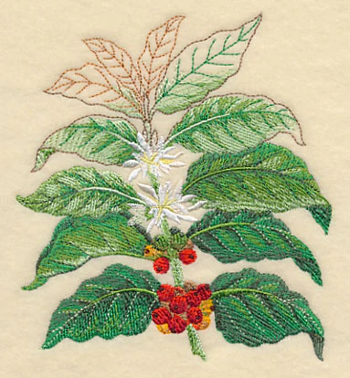 Coffee Plant Botanical - Image 3