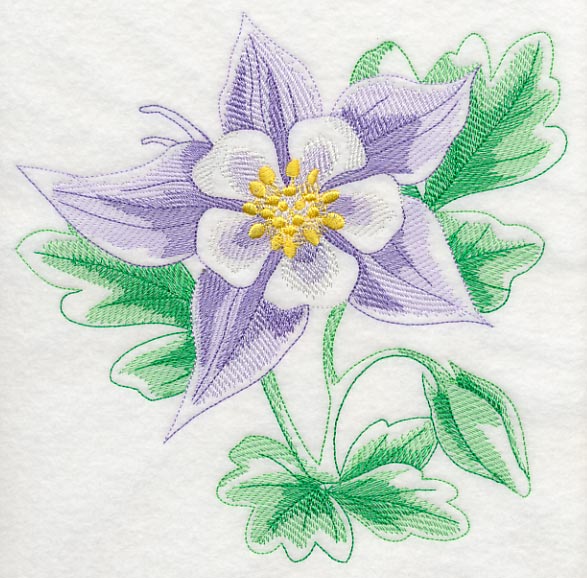 Columbine Beauty