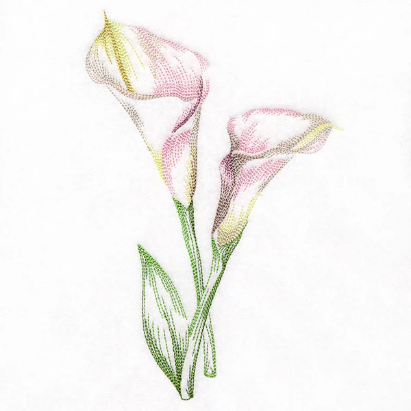Contours of Beauty Calla Lily - Image 5