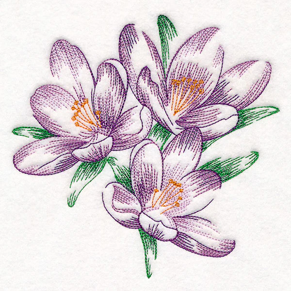 Contours of Beauty Crocus - Image 3