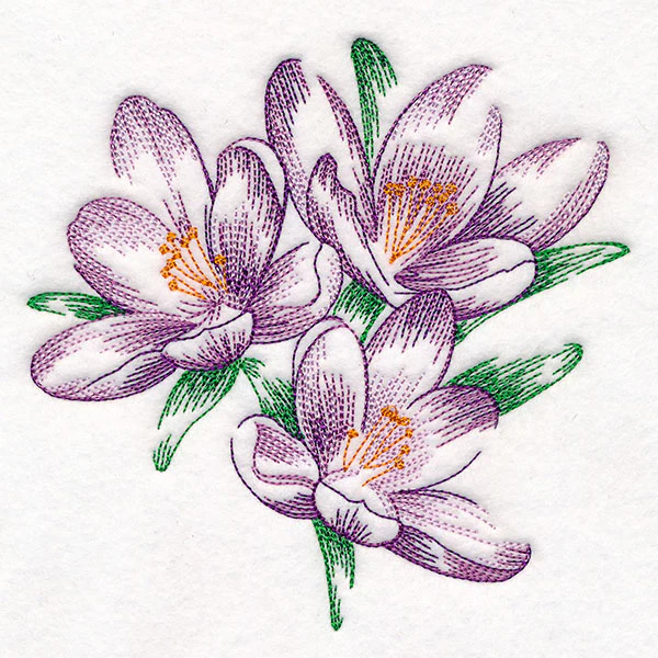 Contours of Beauty Crocus - Image 5