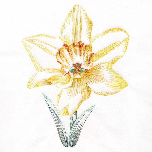 Contours of Beauty Daffodil