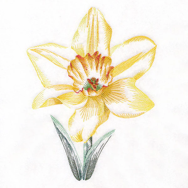 Contours of Beauty Daffodil - Image 3