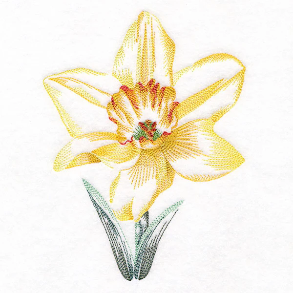 Contours of Beauty Daffodil - Image 5