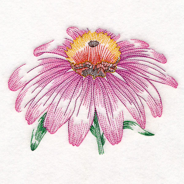 Contours of Beauty Echinacea - Image 2