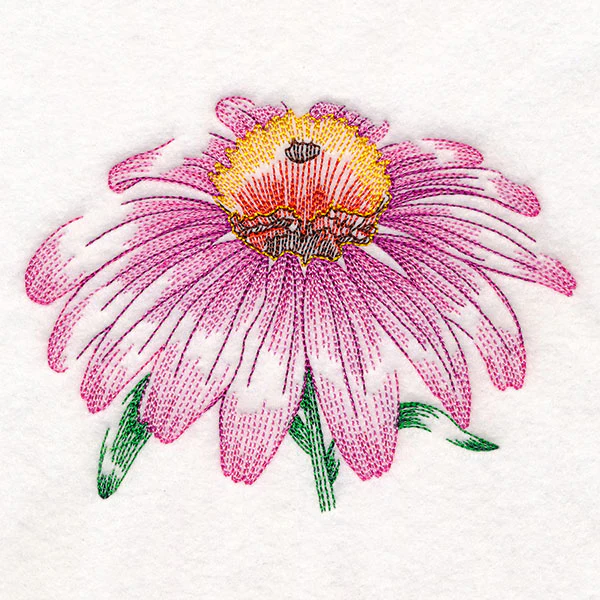 Contours of Beauty Echinacea - Image 3
