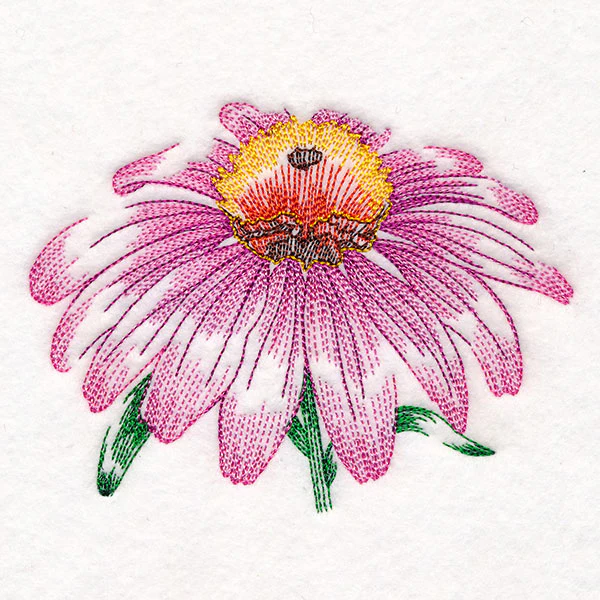 Contours of Beauty Echinacea - Image 4