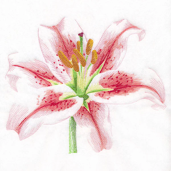 Contours of Beauty Lily - Image 4
