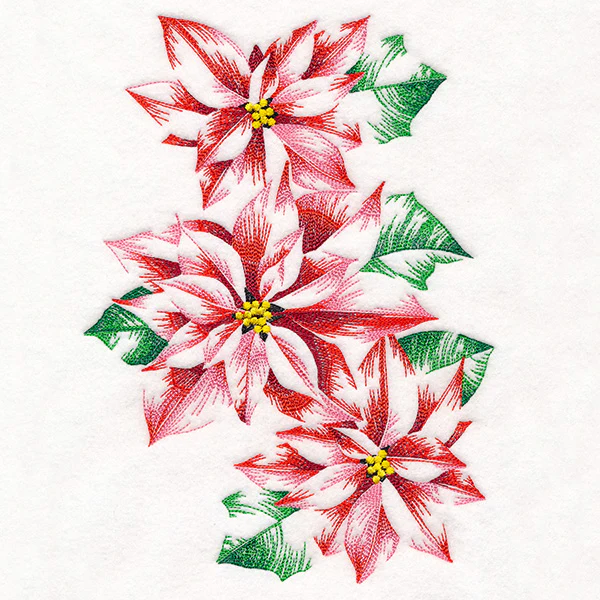 Contours of Beauty Poinsettias - Image 2