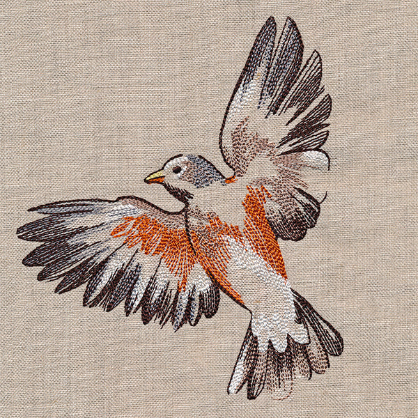 Contours of Beauty Robin - Image 10