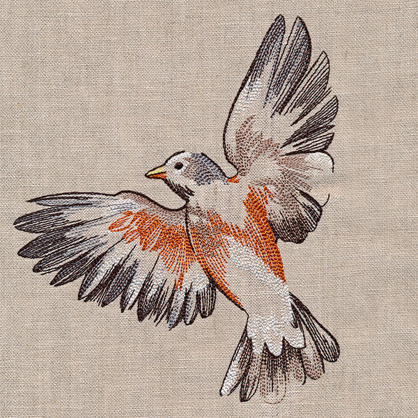 Contours of Beauty Robin - Image 4