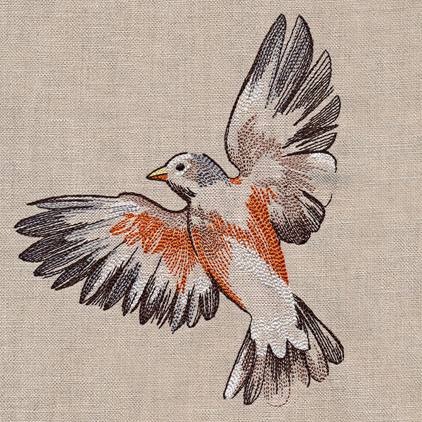 Contours of Beauty Robin - Image 7