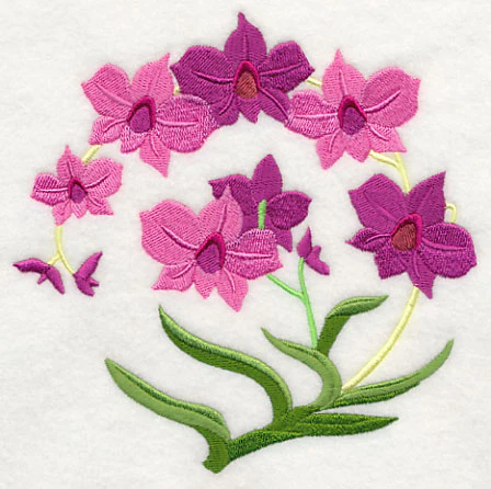 Cooktown Orchids - Image 3